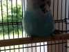oio